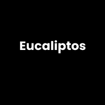 Eucaliptos